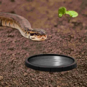 Tortoises Feeding Bowls Pet Food Feeders Eating Fallout Decor Supplies Reptiles Animal